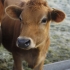 Jersey calf
